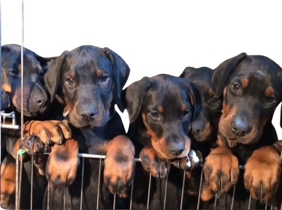 cuccioli di dobermann in posa